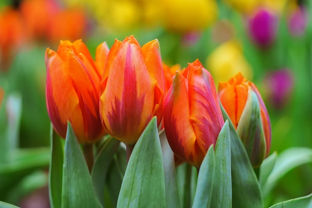 Tulpen Frühlingsblumen