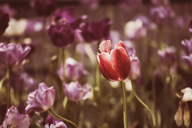 Tulpen Frühlingsblumen