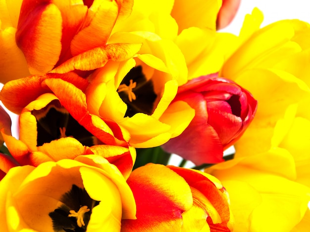 Tulpen Frühlingsblumen