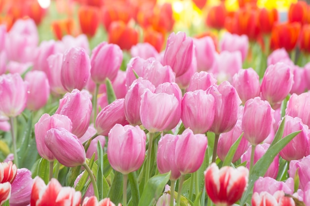 Tulpen Garten im Frühling