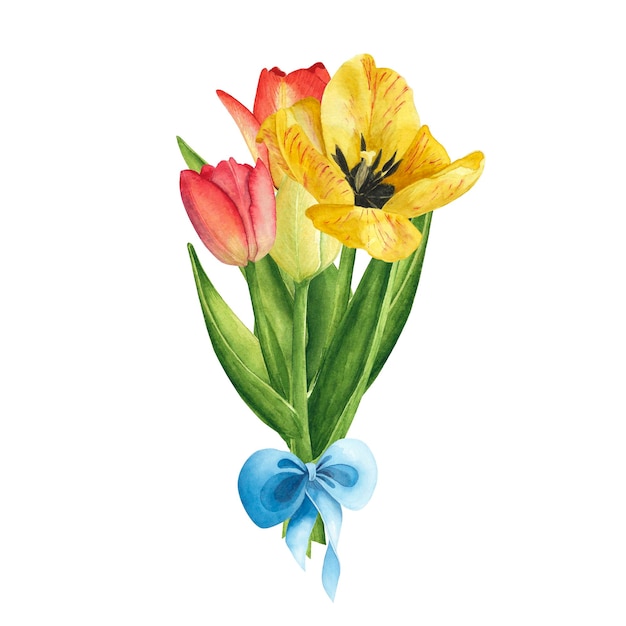 Tulpen gelb mit blauer Schleife auf weißem Hintergrund Aquarell Handzeichnung Illustration Kunst für Frauentag März