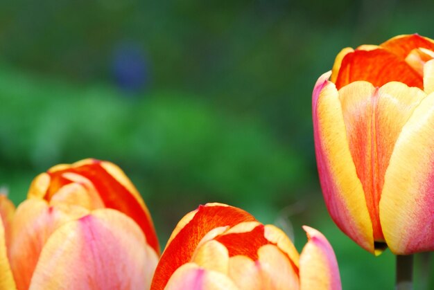 Tulpen große Ansicht