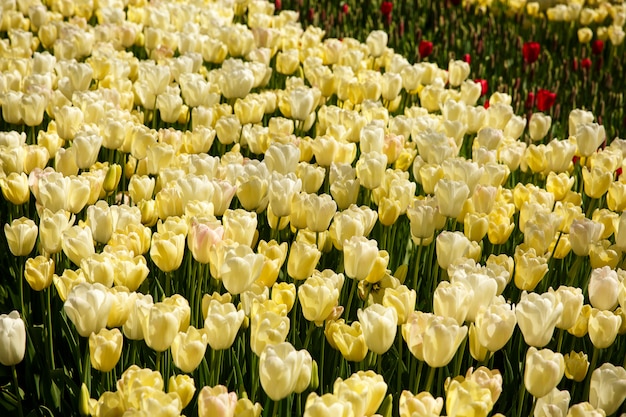 Tulpen im Frühling im Garten oder im Park