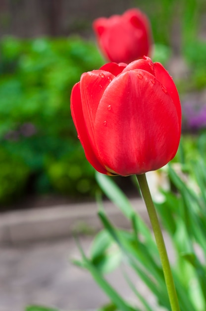 Tulpen im Frühling