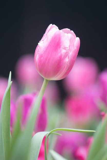 Tulpen im Frühling