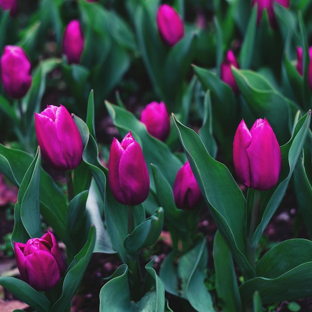 Tulpen im Garten im Frühjahr