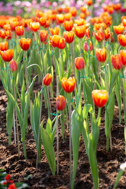 Tulpen im Garten mit unscharfem Naturhintergrund.