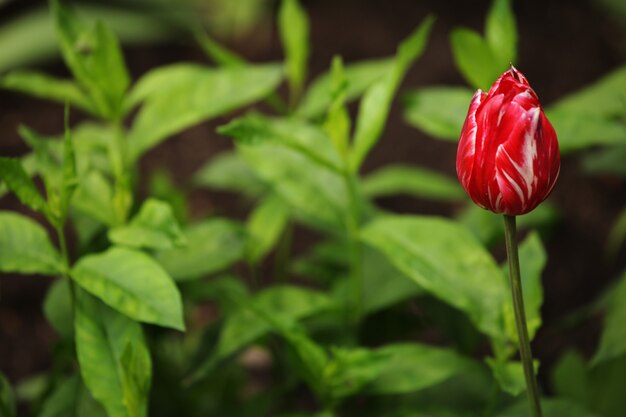 Tulpen im Garten