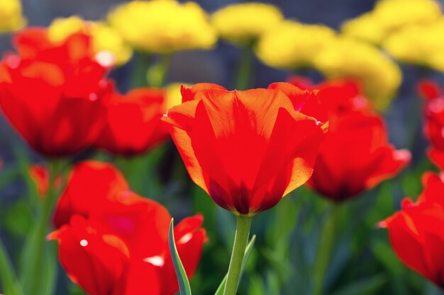 Tulpen im Garten