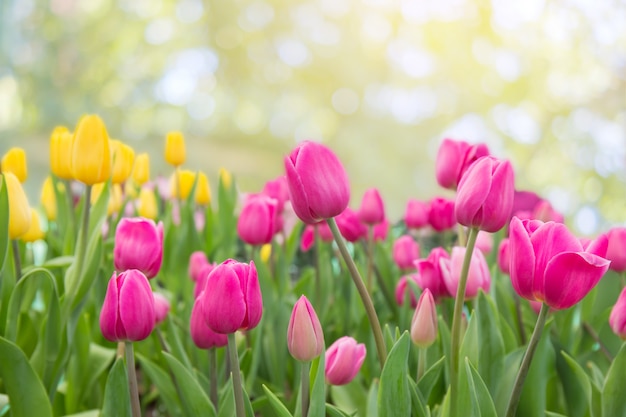 Foto tulpen im garten.