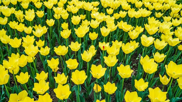 Tulpen im Gulhane Park im Stadtteil Sultanahmet Istanbul