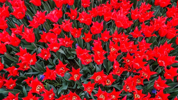 Tulpen im Gulhane Park im Stadtteil Sultanahmet Istanbul