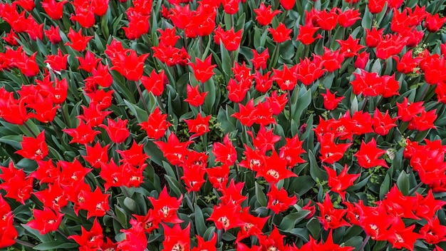 Tulpen im Gulhane Park im Stadtteil Sultanahmet Istanbul