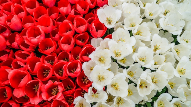 Tulpen im Gulhane Park im Stadtteil Sultanahmet Istanbul