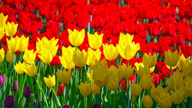 Tulpen im Gulhane Park im Stadtteil Sultanahmet Istanbul