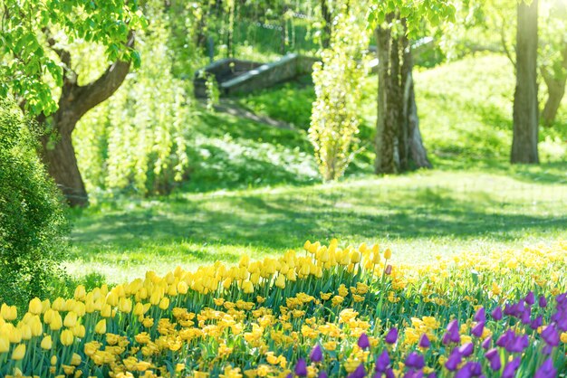 Tulpen im schönen grünen sonnigen Park