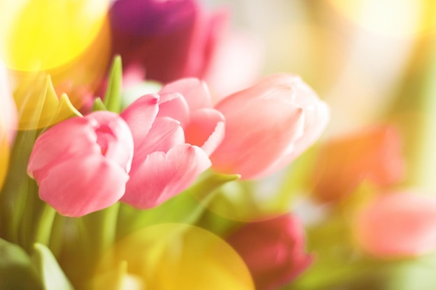 Tulpen im Sonnenlicht Blumenfrühlingsferien und Geburtstagsgeschenkkonzept