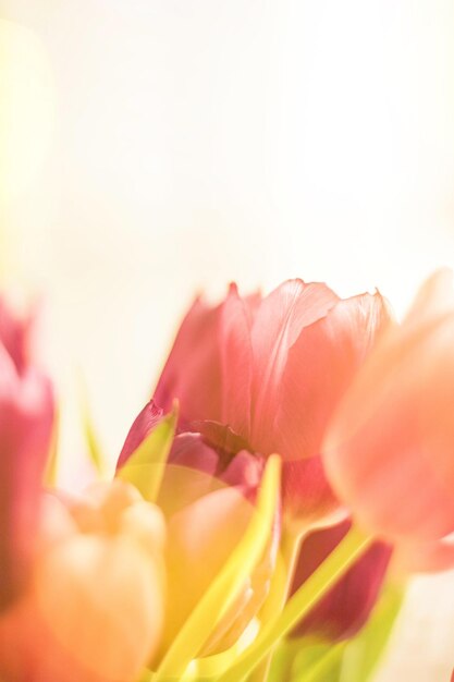 Tulpen im Sonnenlicht Blumenfrühlingsferien und Geburtstagsgeschenkkonzept