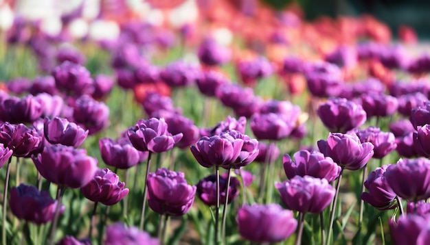 Tulpen im Stadtblumenbeet, selektiver Fokus. Blühende Tulpen. Tulpengarten im Frühling.