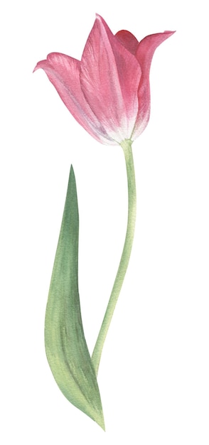 Tulpen in Aquarell handgezeichnet