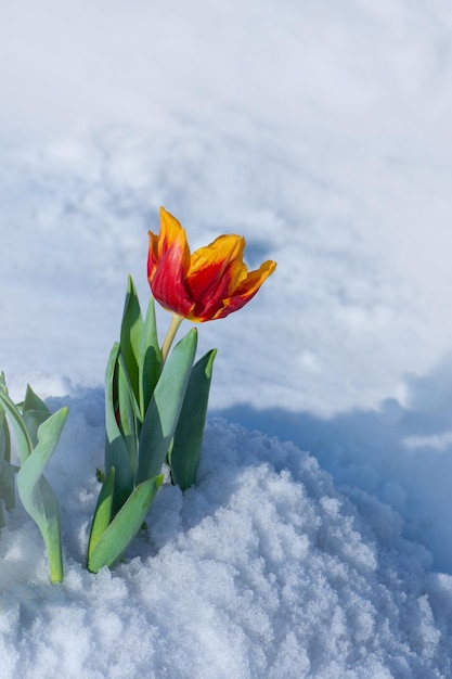 Tulpen in den letzten Wintertagen Tulpen liegen im Schnee