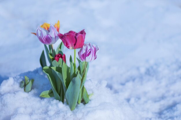 Tulpen in den letzten Wintertagen Tulpen liegen im Schnee