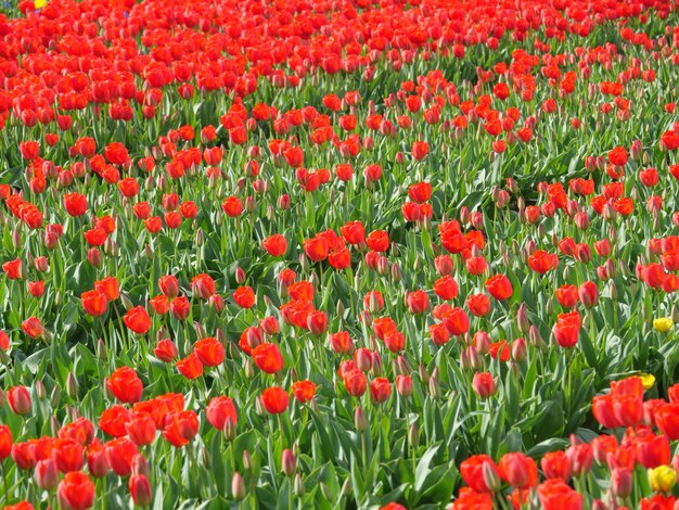 Foto tulpen in den niederlanden