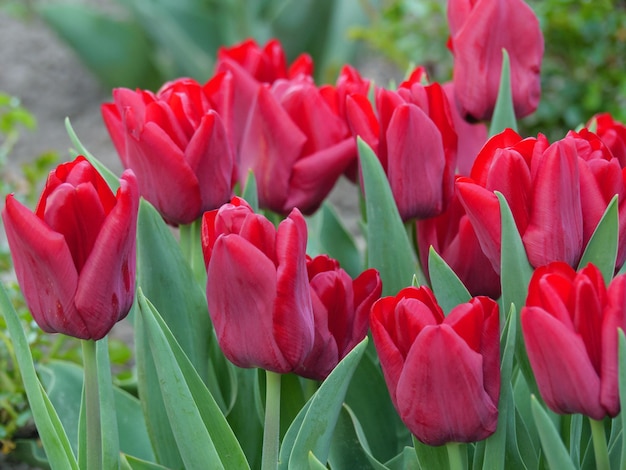 Tulpen in Deutschland