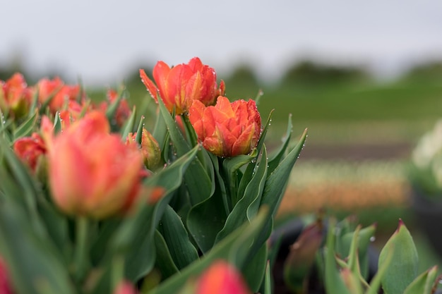 Tulpen in einem Feld mit grünem Hintergrund