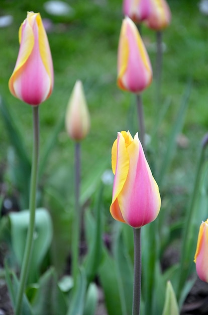 Tulpen in einem grünen Feld