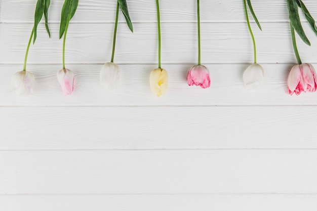 Tulpen in einer Reihe auf weißem hölzernem Hintergrund. Draufsicht