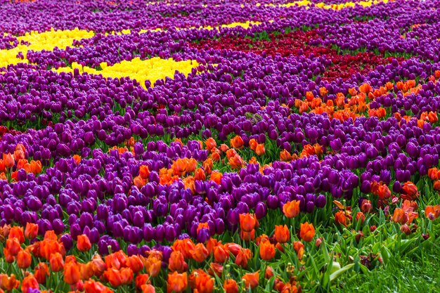 Tulpen in Istanbul