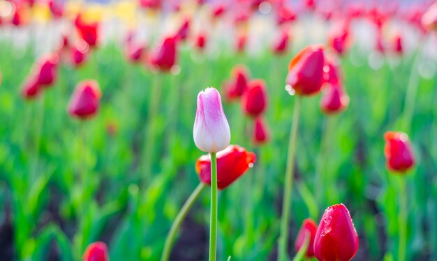 Tulpen in verschiedenen Farben auf einem Blumenbeet im Park.