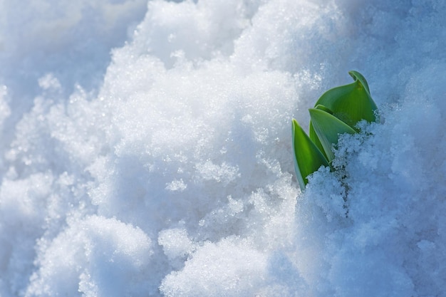 Tulpen junge Sprossen wachsen im Schnee