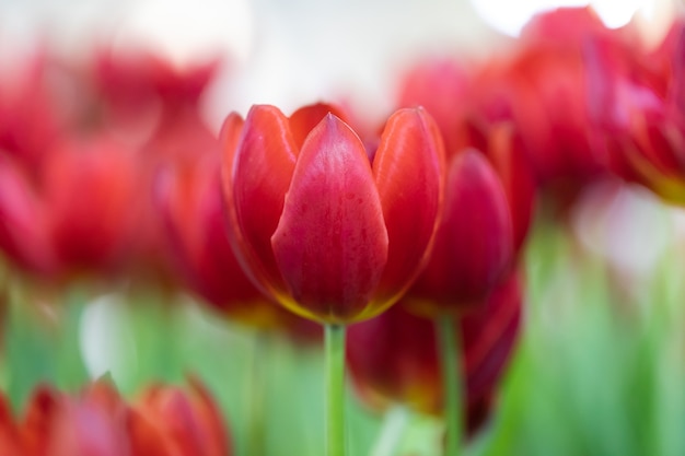 Tulpen mit Bokeh beleuchten vom Hintergrund.