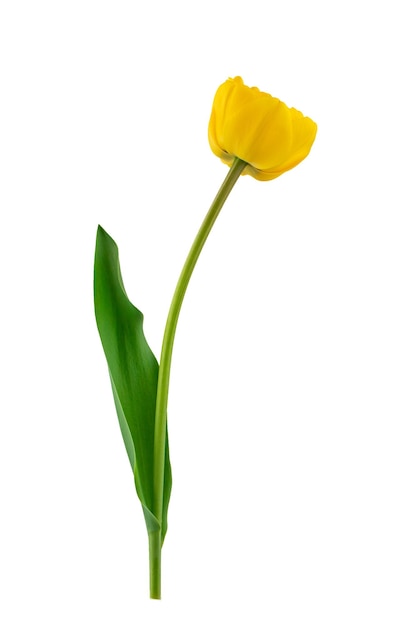 Tulpen mit grünen blättern isoliert auf weißem hintergrund