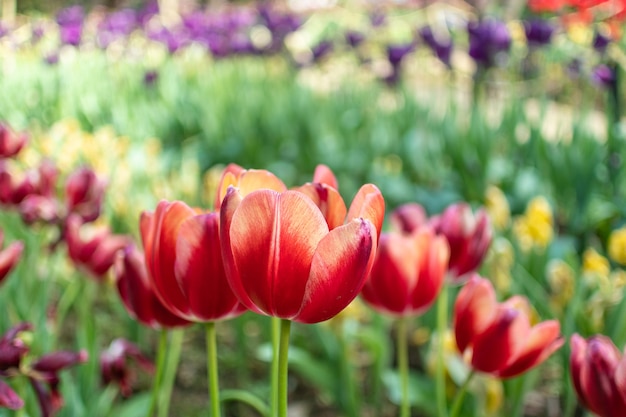 Tulpen mit vielen Stilen und satten Farben
