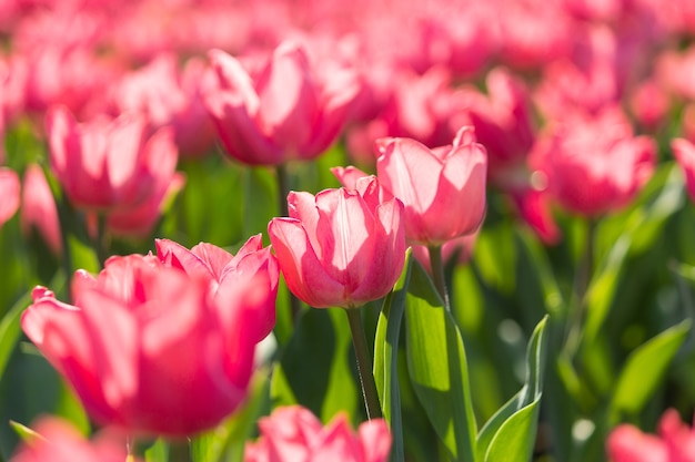 Tulpen mit vielen Stilen und satten Farben