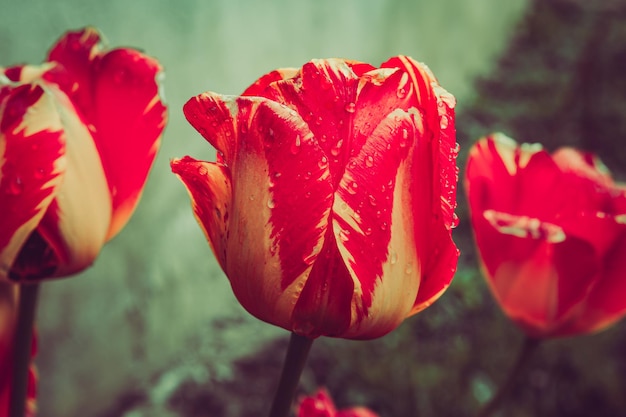 Tulpen mit Wassertropfen in Nahaufnahme