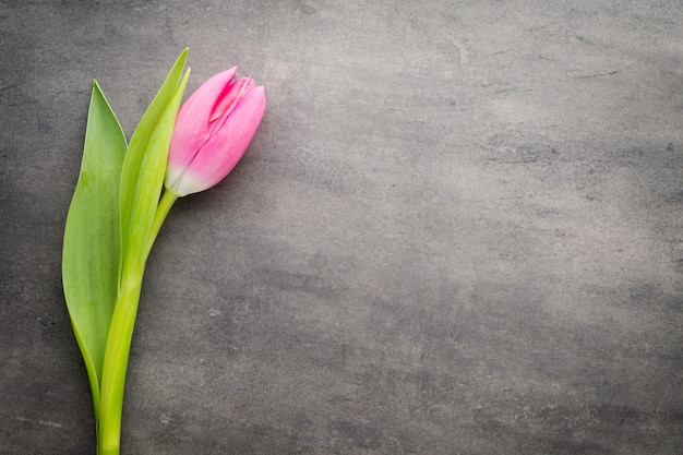 Tulpen rosa, auf dem grauen Hintergrund.