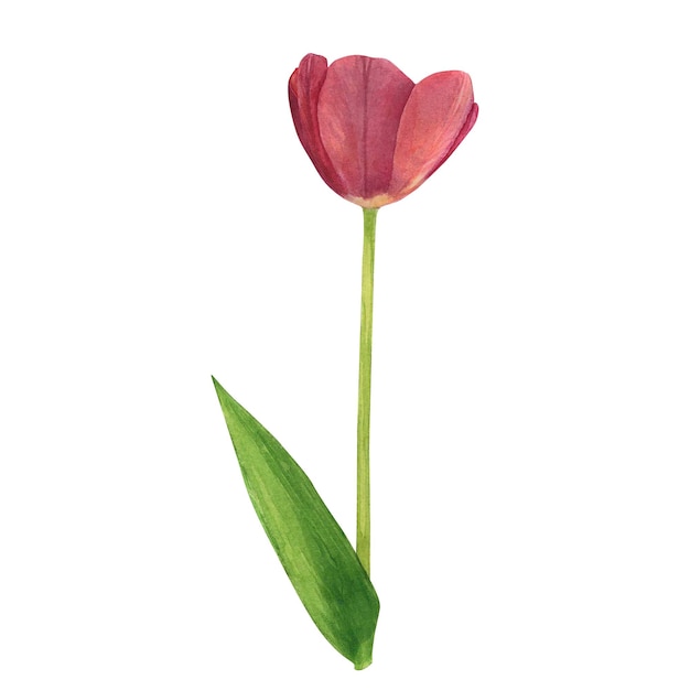 Tulpen rot isoliert auf weißem Hintergrund Aquarell Handzeichnung Illustration Kunst für Dekoration und Design Karten Textilien Stoffe Tapeten Hochzeitseinladung