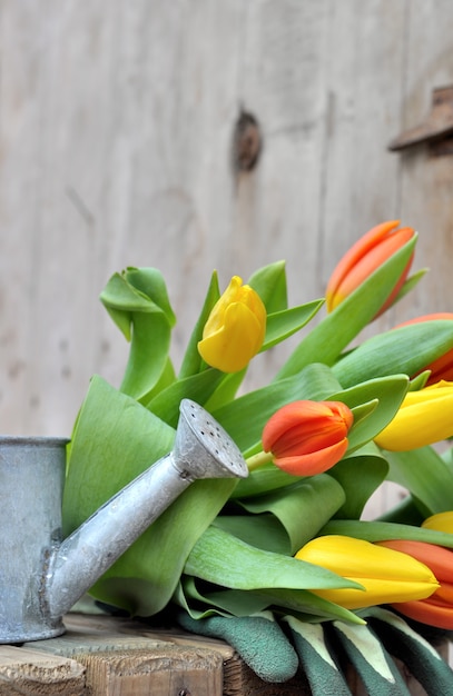 Foto tulpen und gießkanne