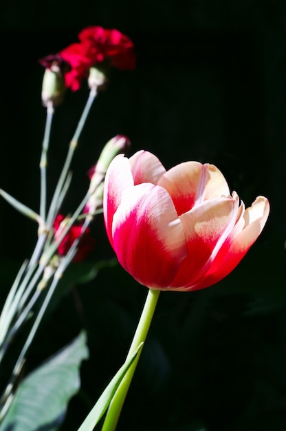 Tulpen und Nelken auf Schwarz