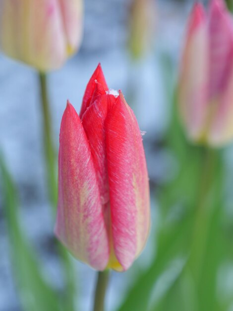 Tulpen