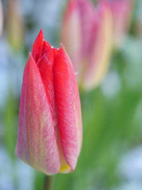 Tulpen