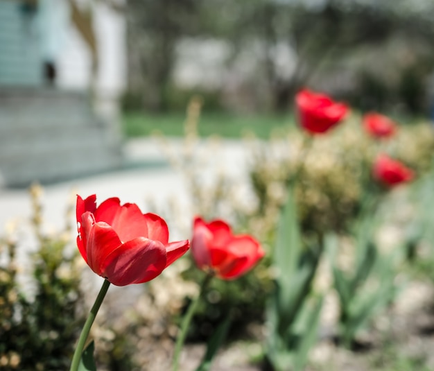 Tulpen