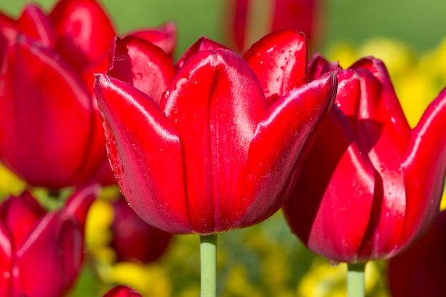 Foto tulpen