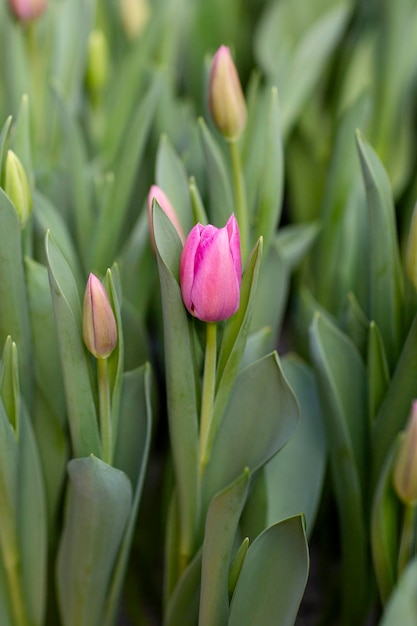 Tulpen