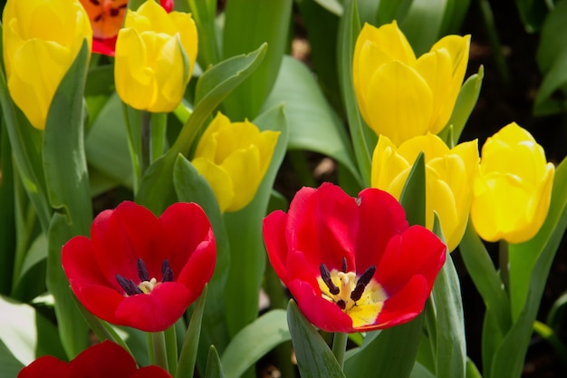 Tulpen