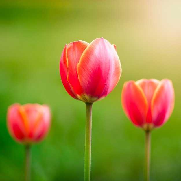 Tulpen